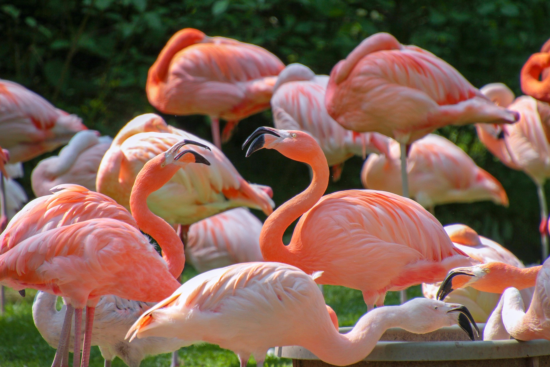 Flamingos