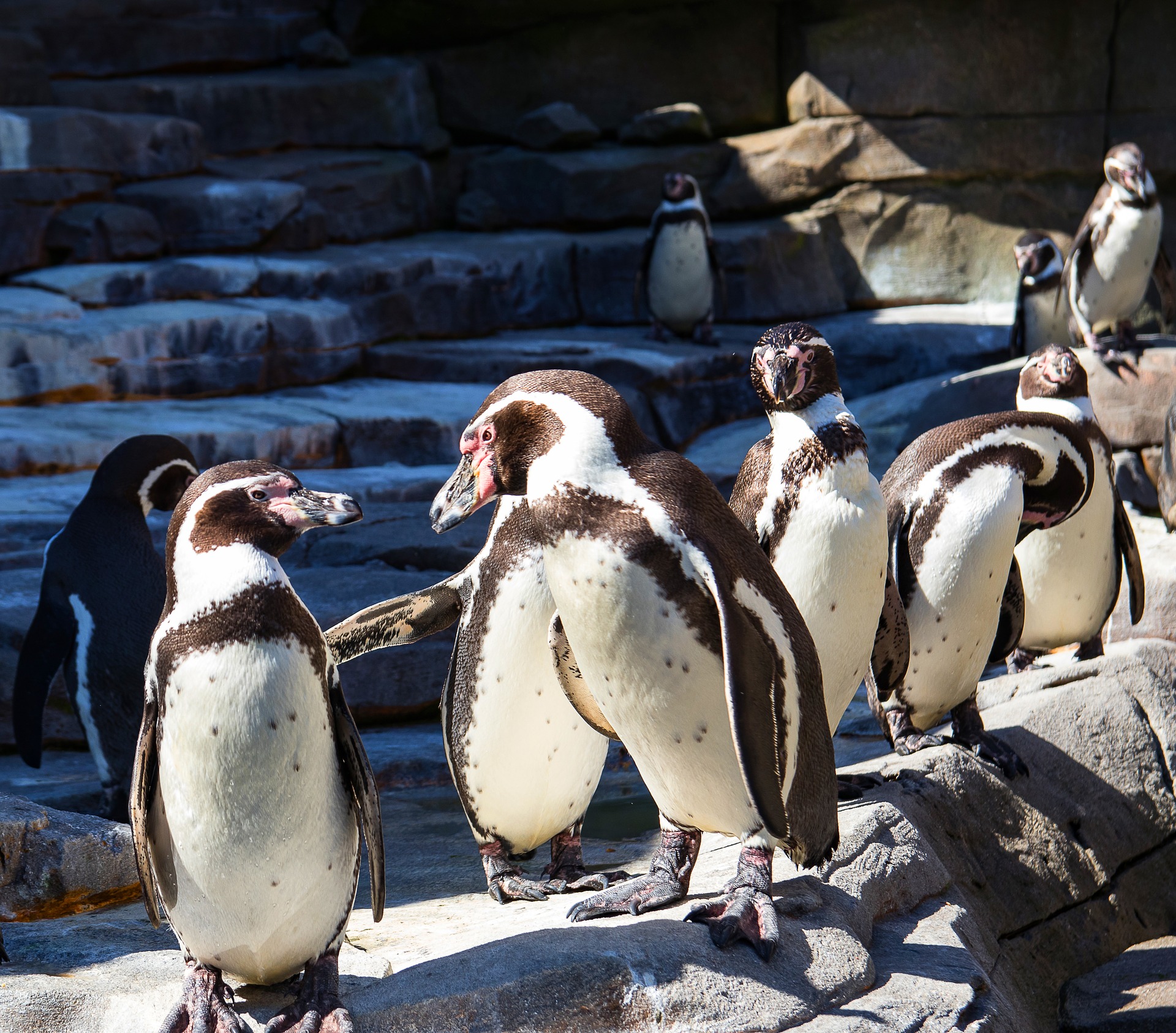 eine Gruppe Humboldtpinguine