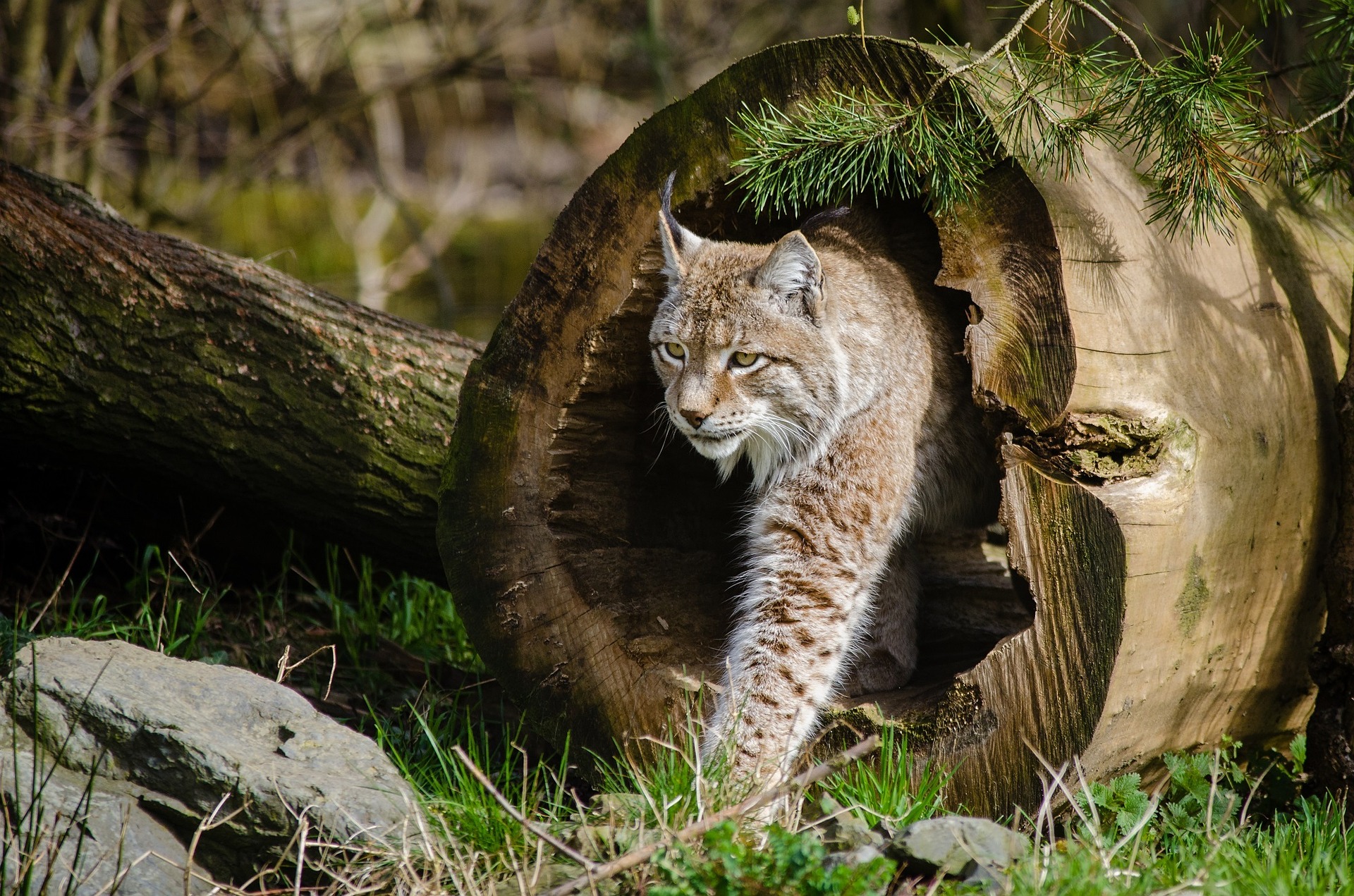Rotluchs auf Erkundungstour